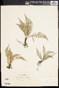 Dryopteris sancta image