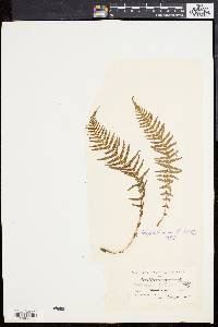 Dryopteris sancta image