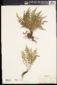 Dryopteris sancta image