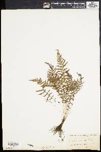 Dryopteris sancta image