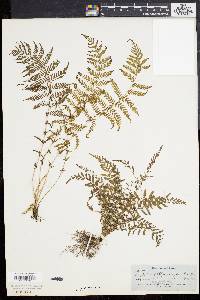 Dryopteris sancta image