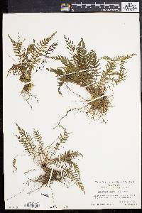 Dryopteris sancta image