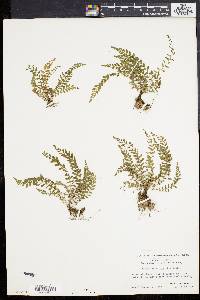 Dryopteris sancta image