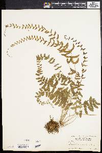 Dryopteris reptans image