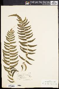 Dryopteris reptans image