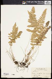 Dryopteris reptans image