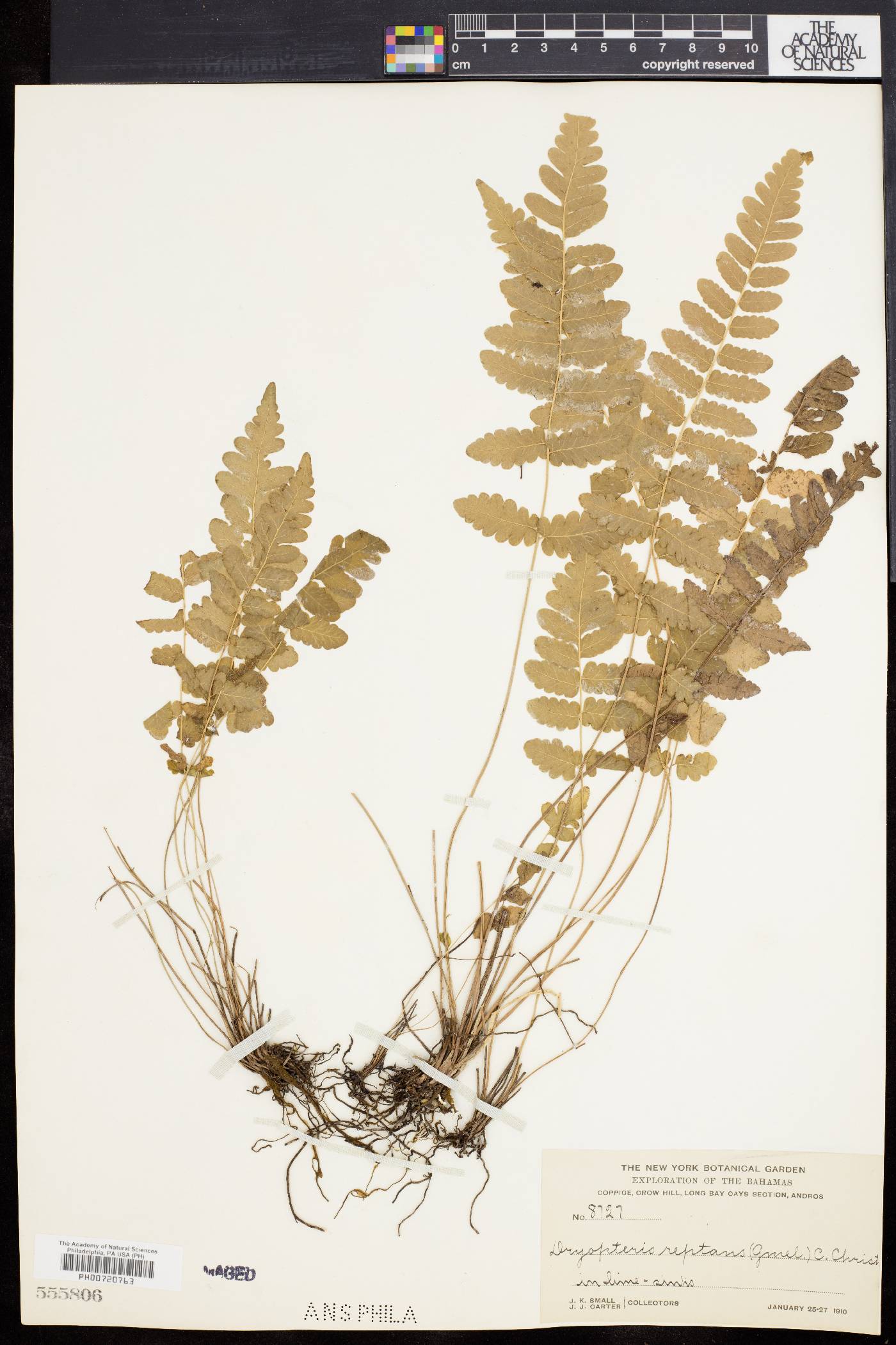 Dryopteris reptans image