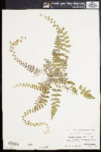 Dryopteris reptans image