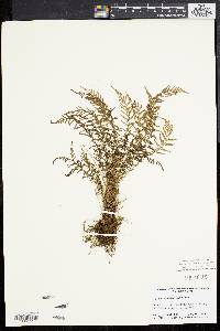 Dryopteris sancta image