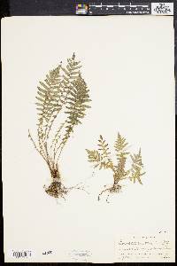 Dryopteris sagittata image