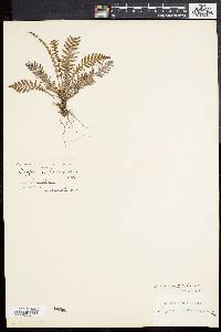 Dryopteris sagittata image