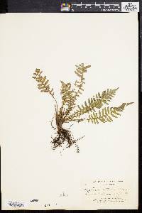 Dryopteris sagittata image