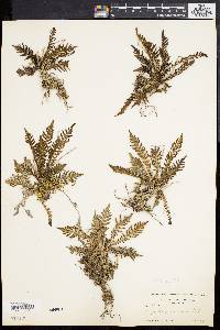 Dryopteris sancta image