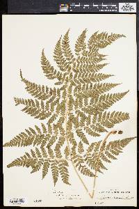 Dryopteris inaequalis image