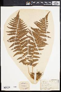 Dryopteris filix-mas image