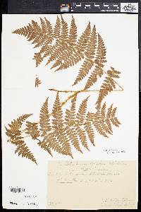 Dryopteris filix-mas image