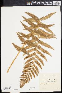 Dryopteris filix-mas image