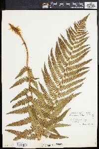 Dryopteris filix-mas image