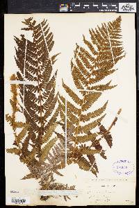 Dryopteris filix-mas image