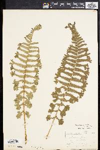 Dryopteris filix-mas image