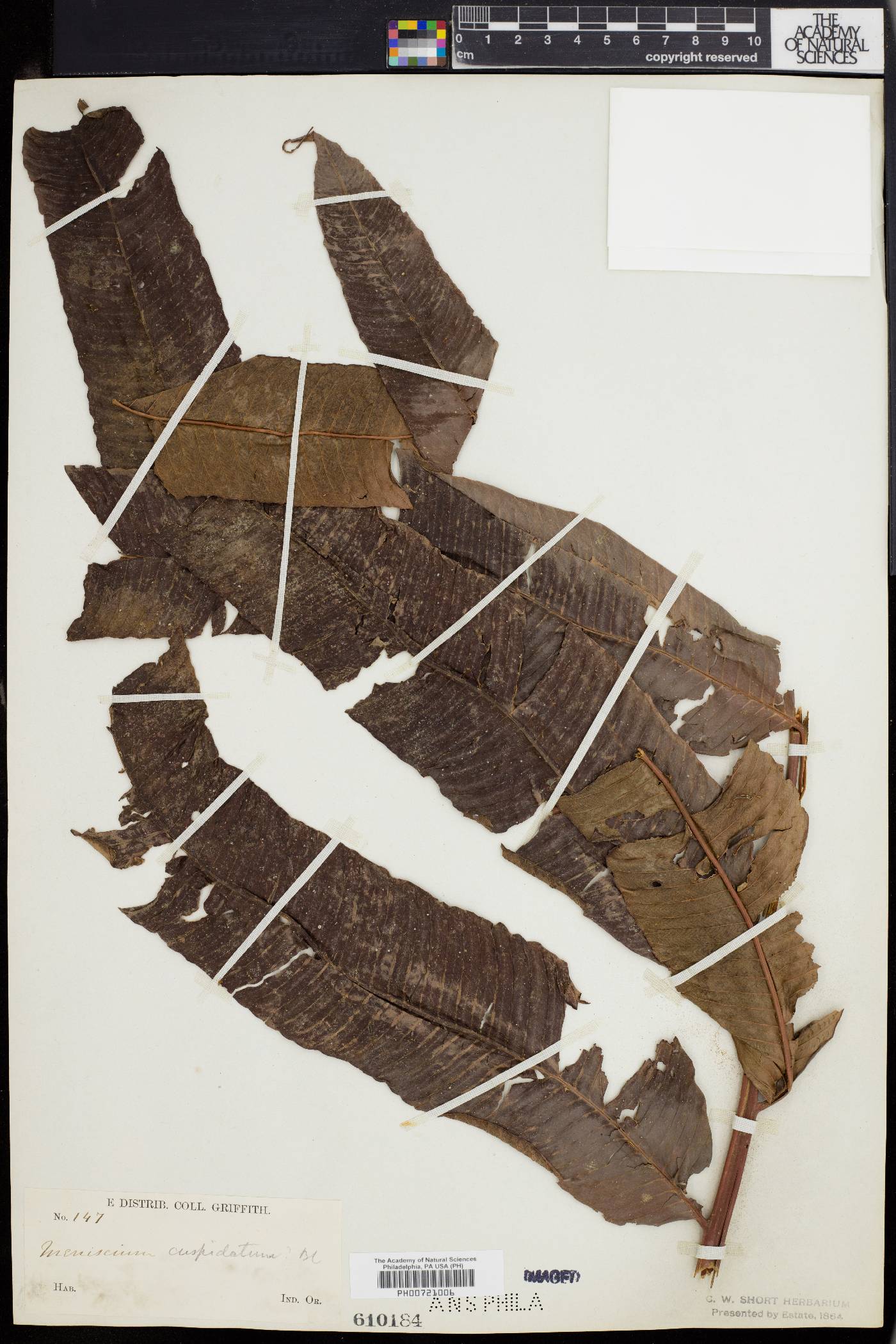 Anisocampium cuspidatum image