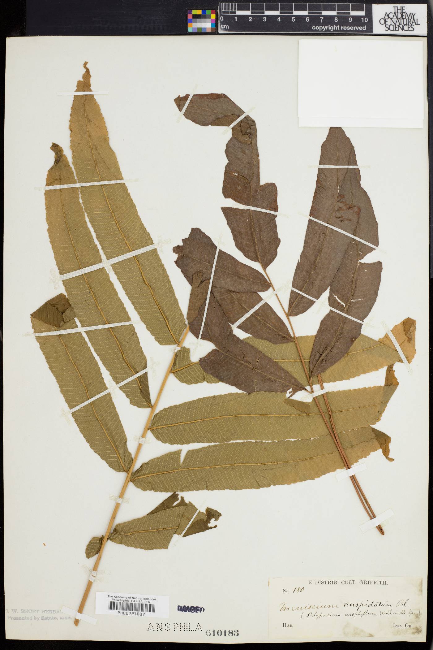Anisocampium cuspidatum image