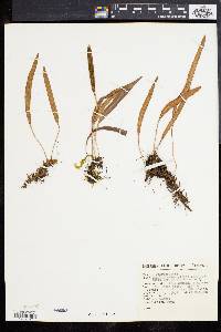 Elaphoglossum affine image