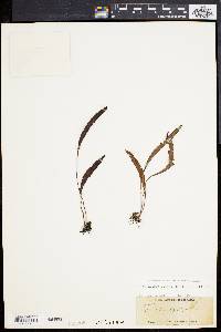 Elaphoglossum affine image