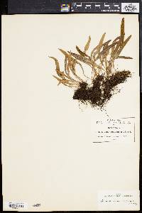 Elaphoglossum conforme image