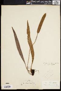 Elaphoglossum eggersii image