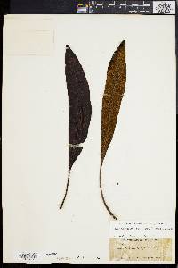 Elaphoglossum latifolium image