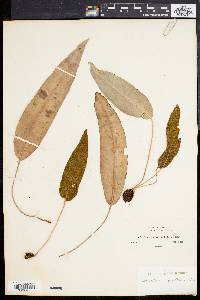 Elaphoglossum pallidum image