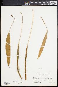Elaphoglossum pilosum image