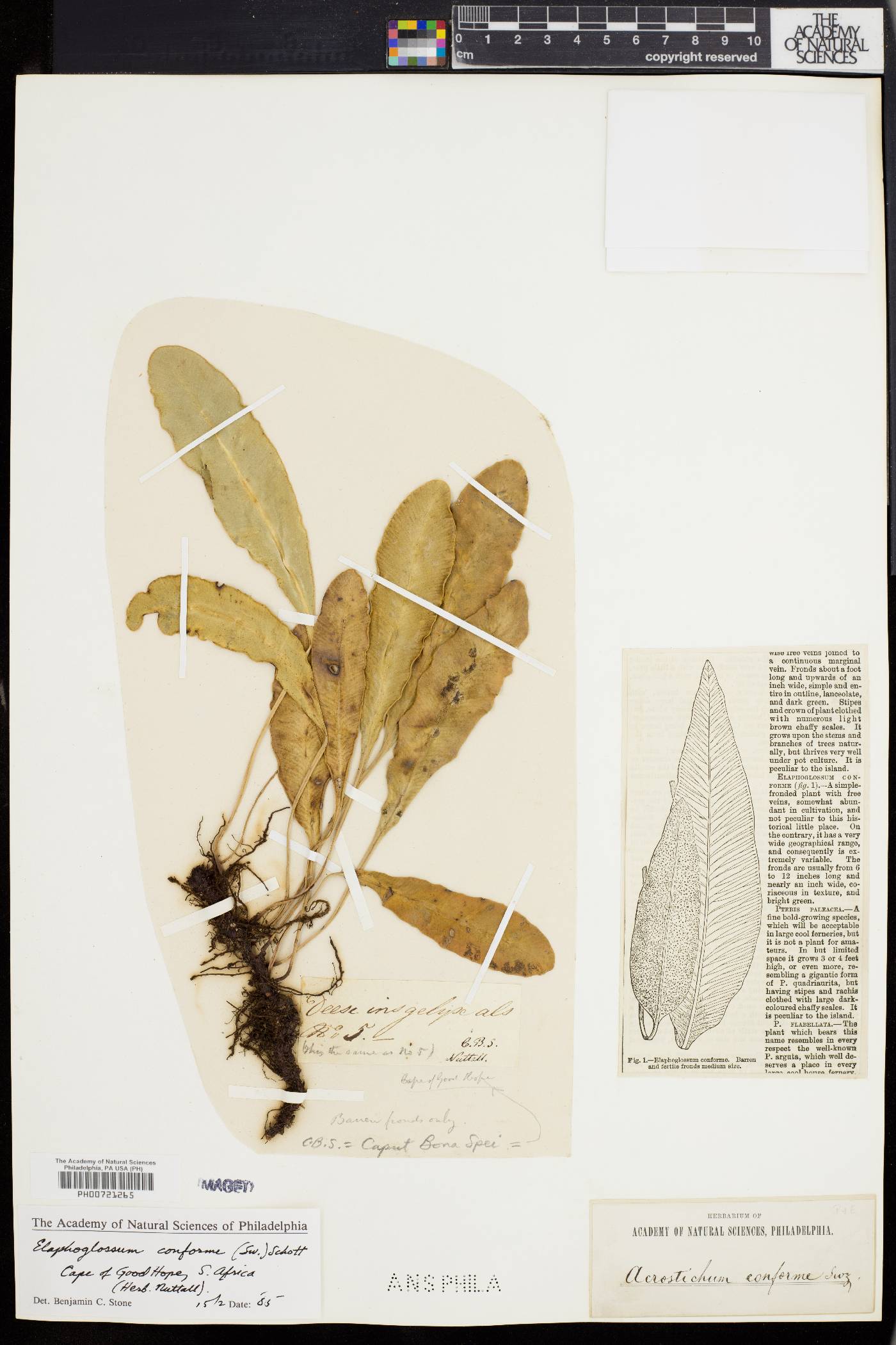 Elaphoglossum conforme image