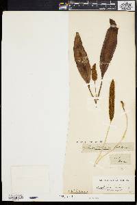Acrostichum latifolium image