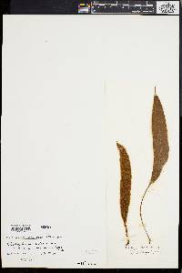 Elaphoglossum hirtum var. micans image