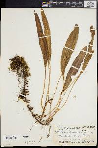 Elaphoglossum wawrae image