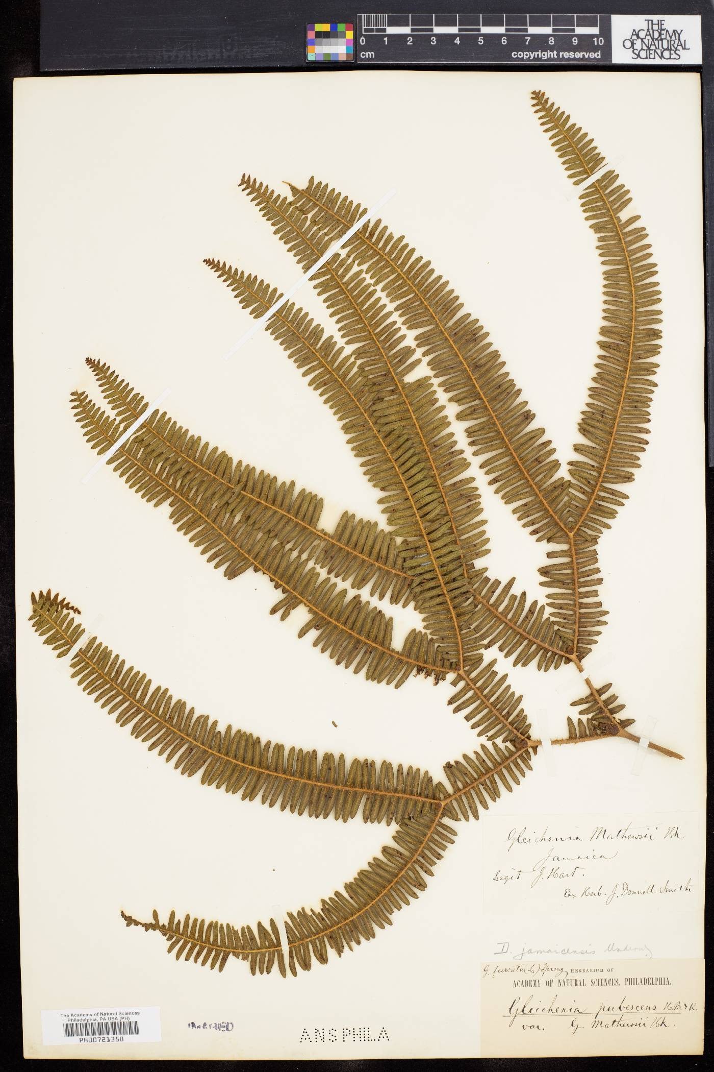 Gleichenia jamaicensis image