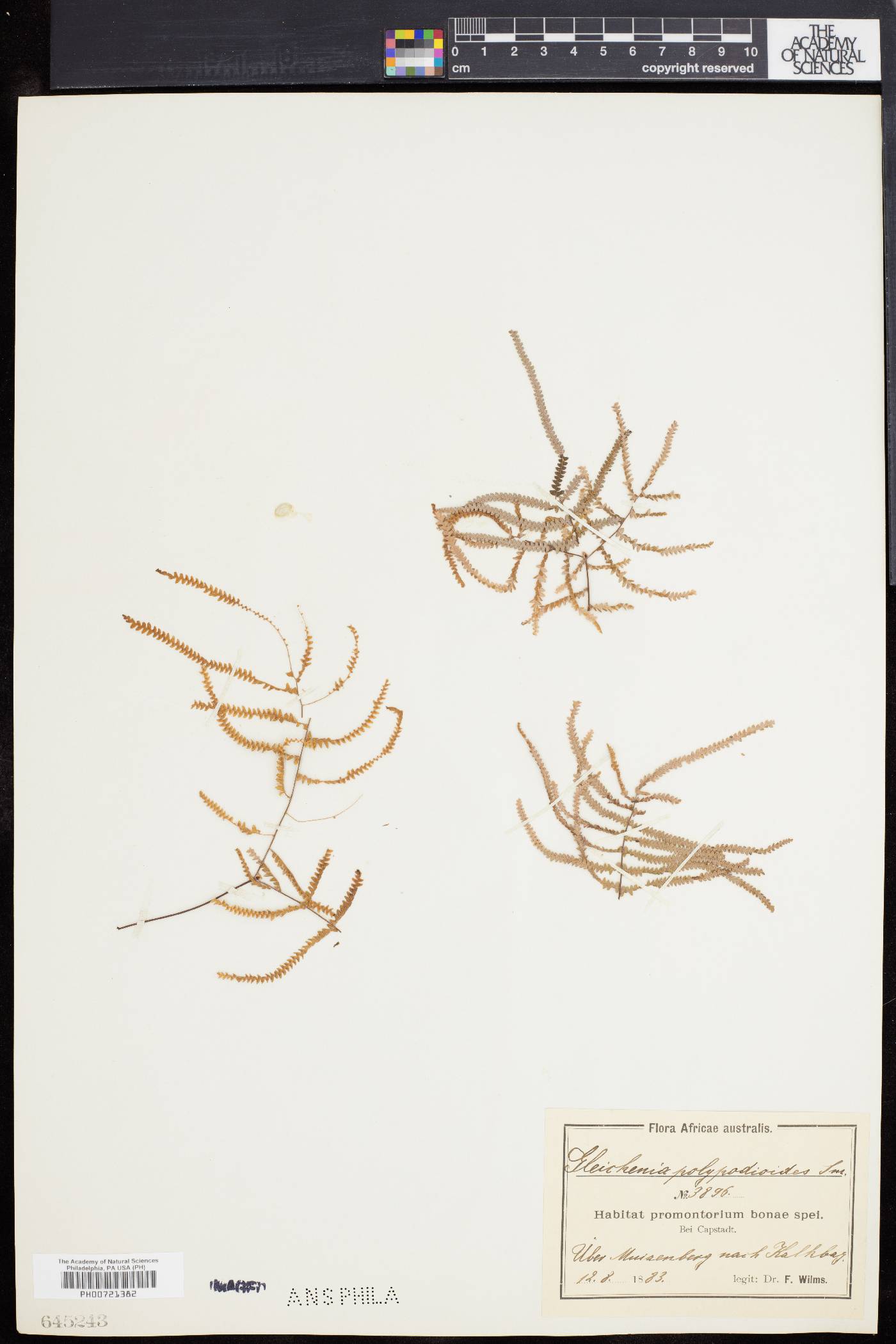 Gleichenia polypodioides image