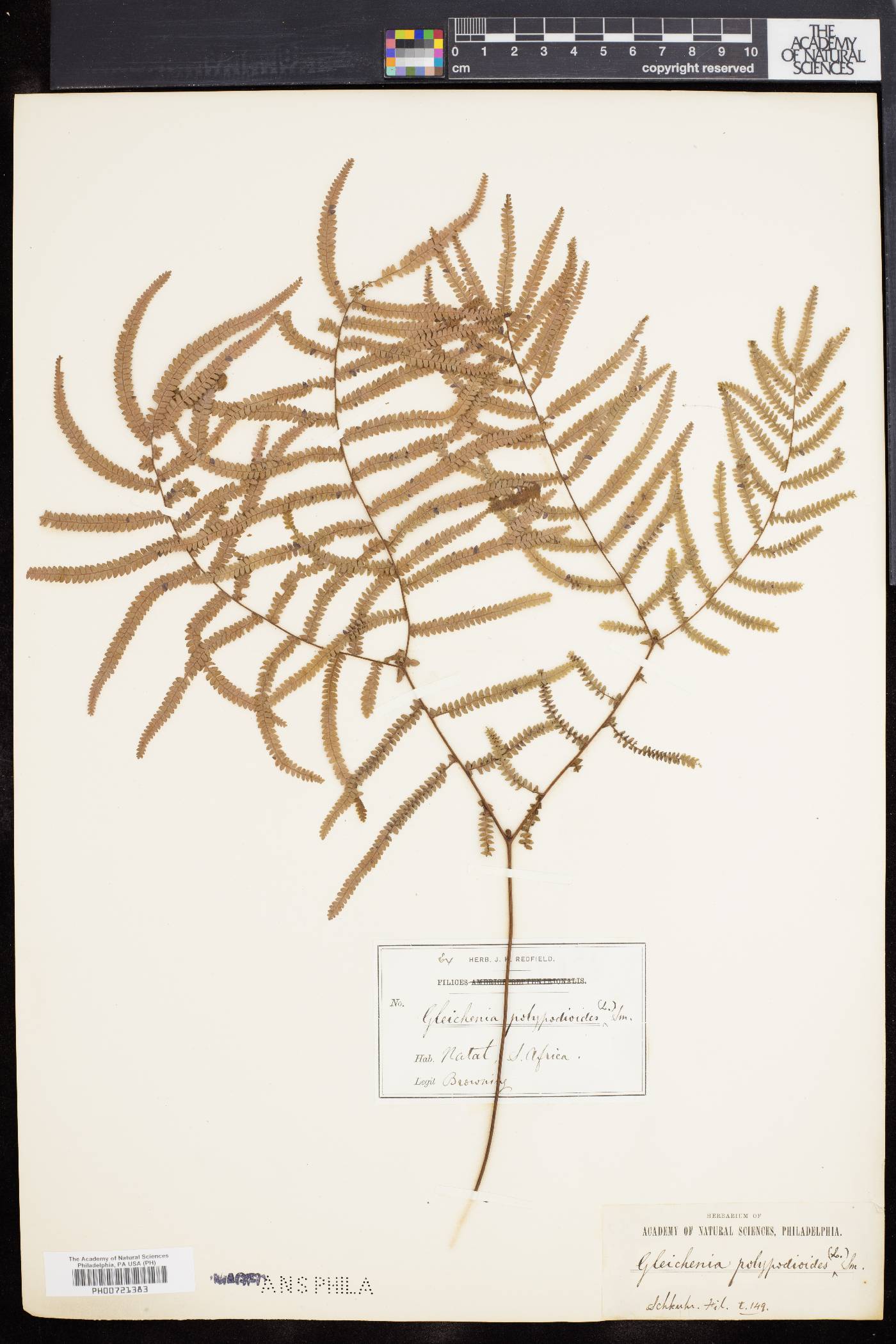 Gleichenia polypodioides image