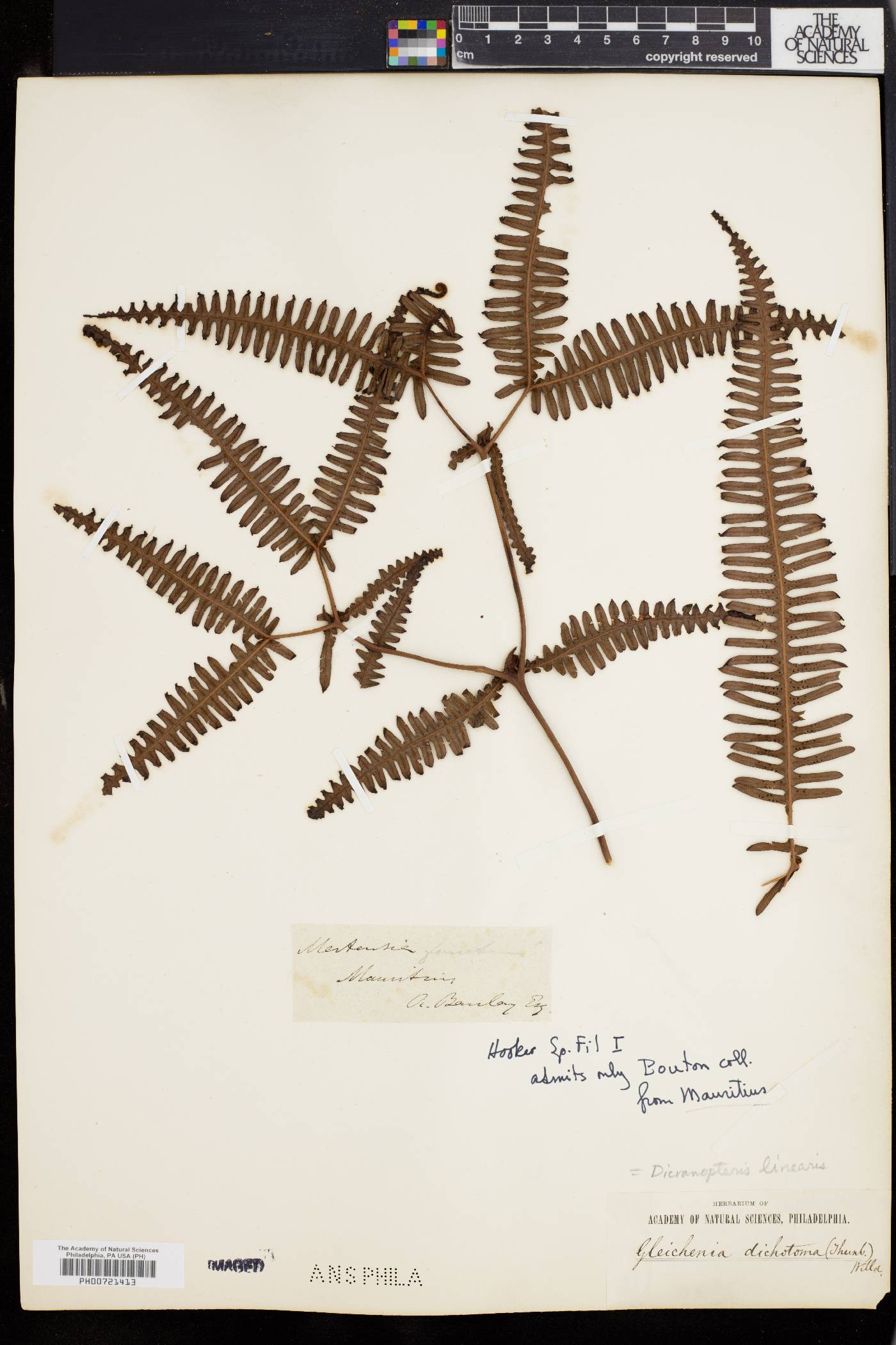Gleichenia dichotoma image