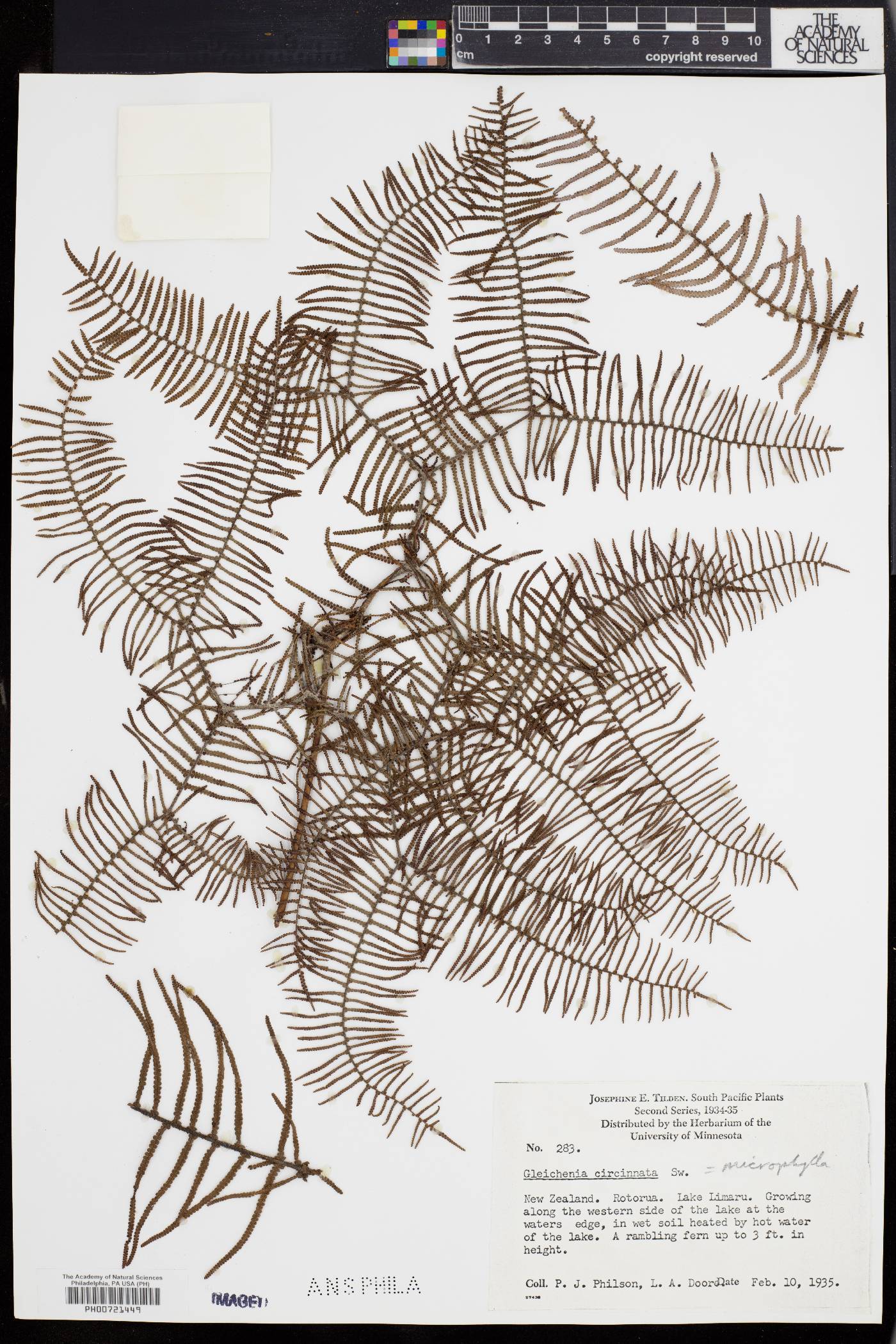 Gleichenia microphylla image