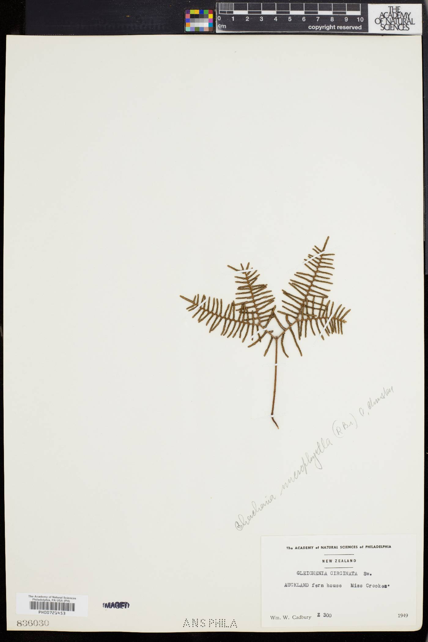 Gleichenia microphylla image
