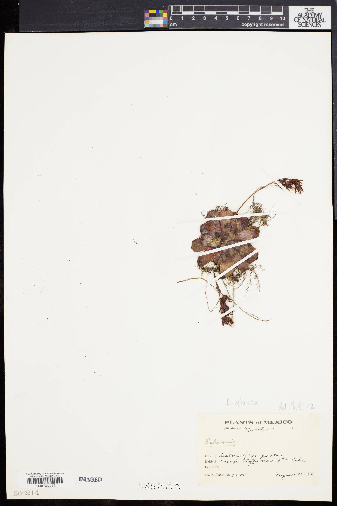 Echeveria secunda image