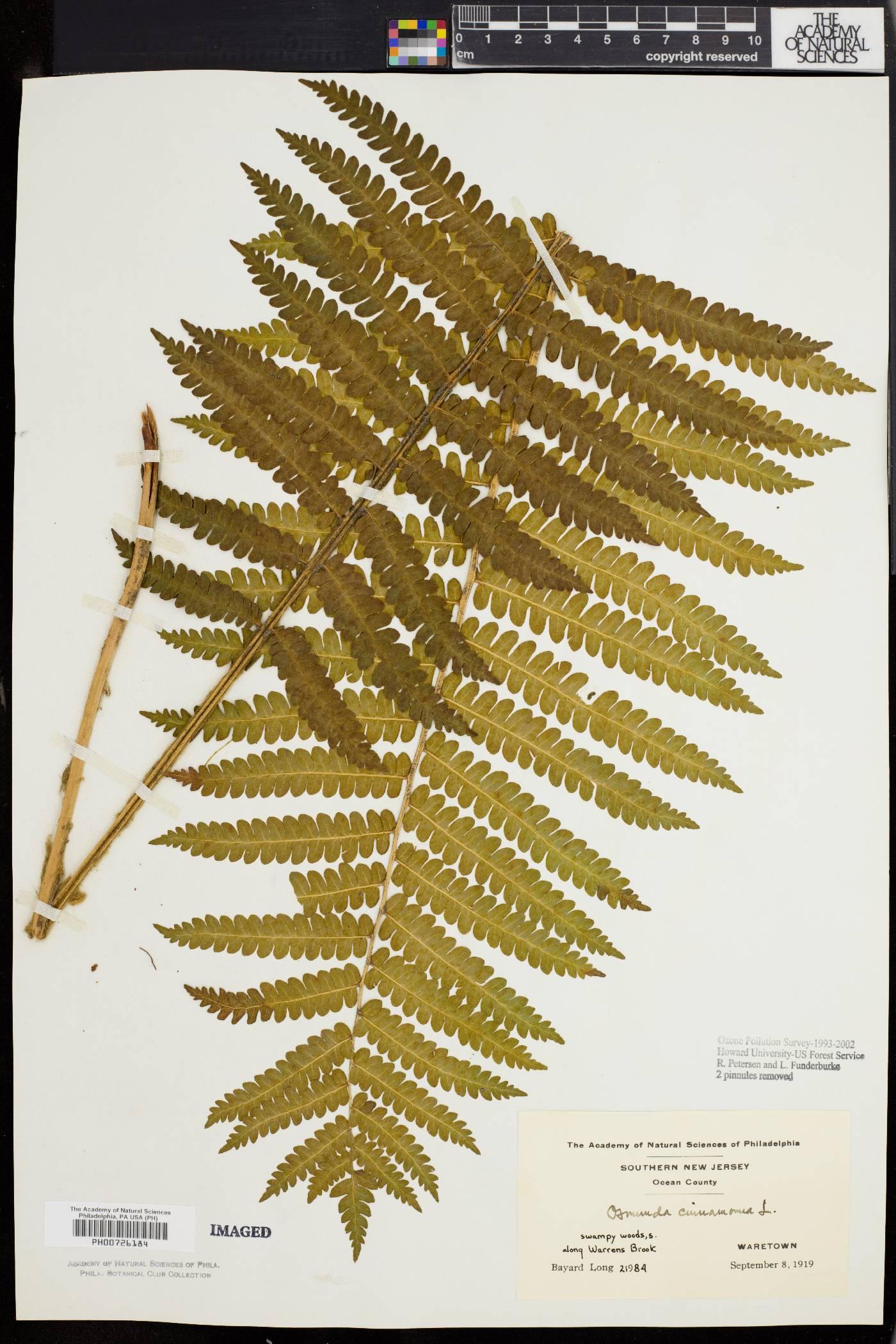 Osmundastrum cinnamomeum var. glandulosum image