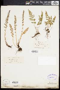 Woodsia oregana image