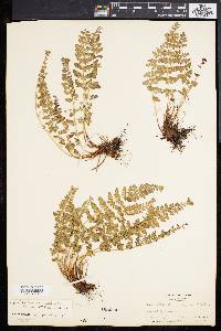 Woodsia oregana image