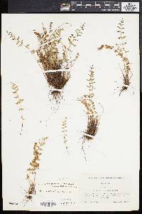 Woodsia oregana subsp. cathcartiana image