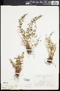 Woodsia oregana subsp. cathcartiana image