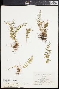 Woodsia oregana subsp. cathcartiana image